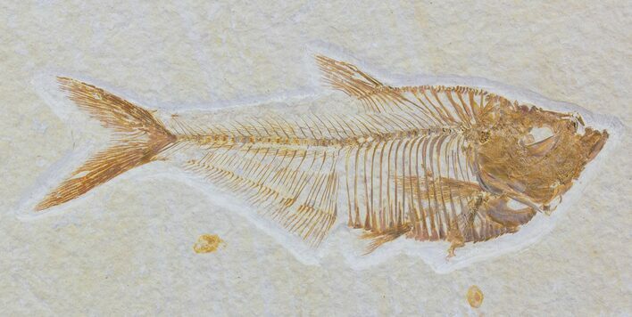 Detailed, Diplomystus Fossil Fish - Wyoming #79069